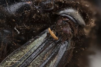 Media type: image;   Entomology 815955 Aspect: thorax lateral
